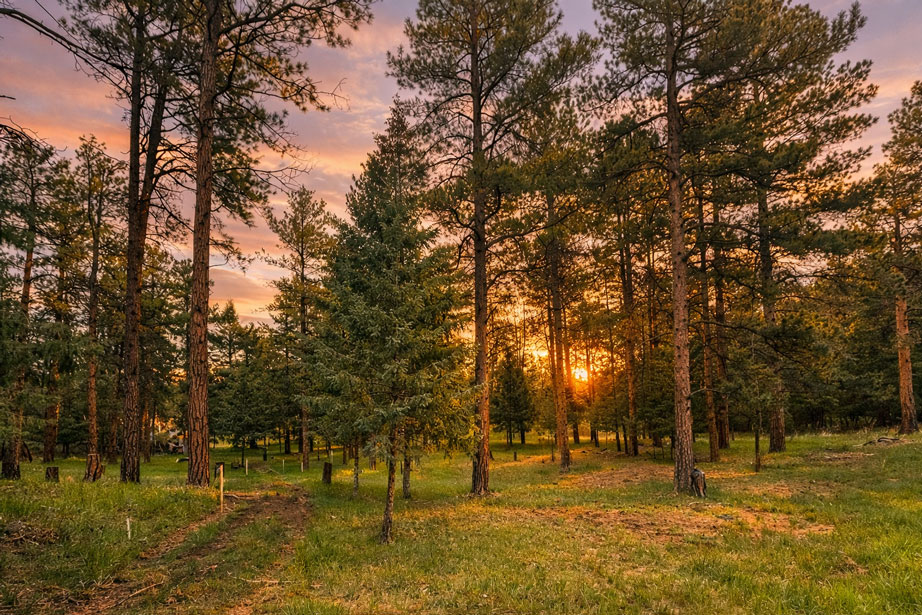 8124 Bannock Dr — sunset through ponderosa pines on a private wooded lot in Larkspur, Colorado